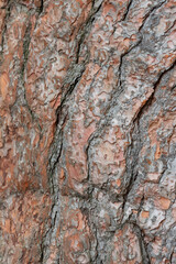 Rough tree bark with deep cracks and natural textures.