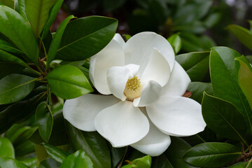 Magnolia grandiflora (Southern magnolia) flowers close-up. The fragrant flowers bloom in summer, and the contrast between the white flowers and the deep green leaves is very beautiful.