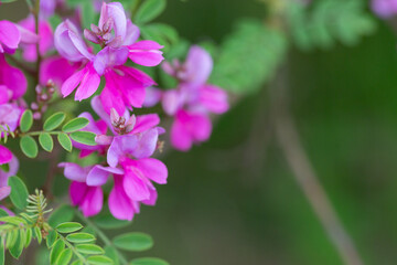 Close-up view of a flowering Himalayan indigo (Indigofera heterantha) selective focus.