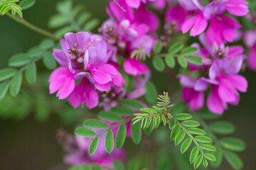 Close-up view of a flowering Himalayan indigo (Indigofera heterantha) selective focus.