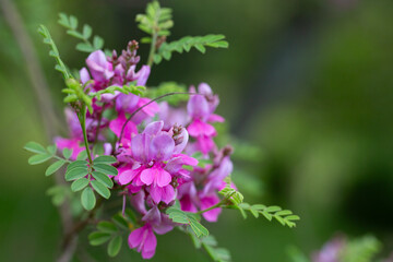 Close-up view of a flowering Himalayan indigo (Indigofera heterantha) selective focus.