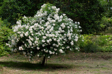 Multiflora rose (Rosa multiflora), a vigorous, thorny shrub with small white flowers in clusters. Common in hedgerows, wood edges, and fields; native to Asia, now widespread and invasive.