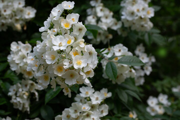 Multiflora rose (Rosa multiflora), a vigorous, thorny shrub with small white flowers in clusters. Common in hedgerows, wood edges, and fields; native to Asia, now widespread and invasive.