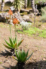 Close up of blooming aloe vera red flower