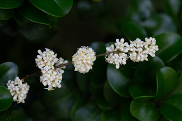 Macro clusters of white flowers of -Ligustrum japonicum rotundifolium shrub