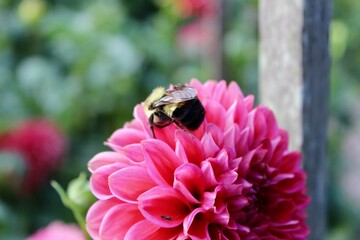 Close-up of a bee and a smaller bug on a hot pink dahlia blooming in a home garden on a sunny August day in rural Pennsylvania