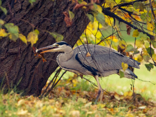 The grey heron, Ardea cinerea stands beneath a tree with golden autumn leaves, holding its prey in the beak in Stromovka park in Prague.