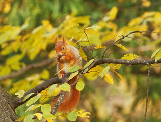 A red squirrel, Sciurus vulgaris sits on a branch surrounded by colorful autumn leaves in Stromovka park in Prague.