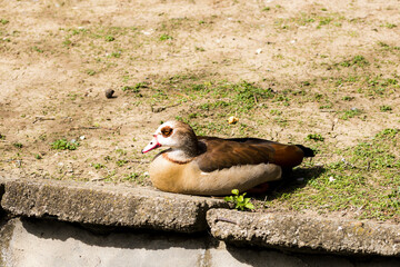 Beautiful wild ducks raised in captivity