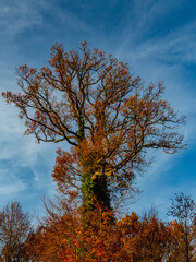 Baum im Herbst