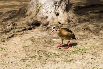 Beautiful wild ducks raised in captivity