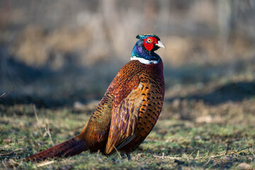 Fototapety na wymiar - Fototapeta24.pl