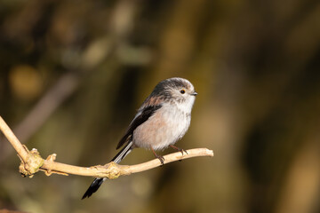 Close up image of a Long Tailed Tit perched on a twig.