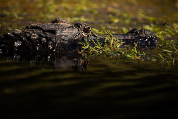 Naklejka premium alligator in Water