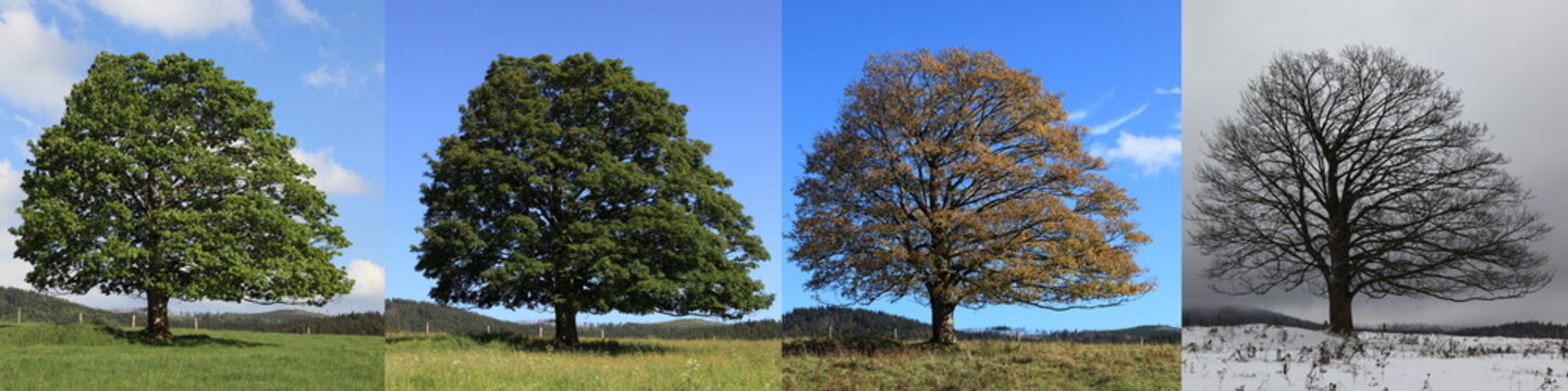 Fotomontage von vier Bildern eines Berg Ahorn nebeneinander in den vier Jahreszeiten, Fr&uuml;hling, Sommer, Herbst und Winter 