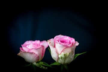 Élégance en duo -Deux roses roses