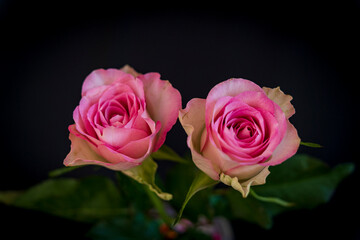 Élégance en duo -Deux roses roses