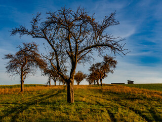 Baum im Herbst