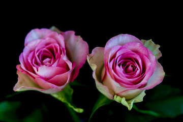 Élégance en duo -Deux roses roses