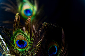 Les plumes de paon – jolis reflets bleu et vert