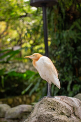 Cattle Egret (Bubulcus ibis) in pasture near grazing livestock worldwide