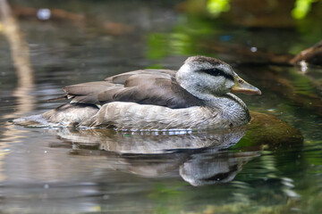 Common Pygmy Goose (Nettapus coromandelianus) in vegetated tropical lagoon habitat