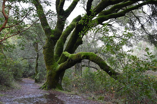 old tree in the forest