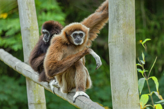 lar gibbon white-handed gibbon, an endangered primate in the gibbon family