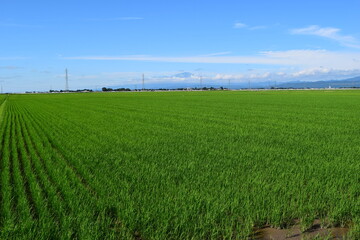 Obraz premium 田植え２ヶ月後の水田