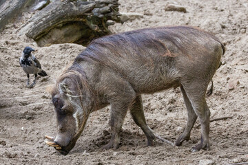 common warthog, standing very near by