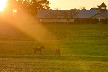 Two thoroughbred horses backlit by a sunbeam.