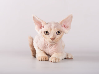 Funny devon rex kitten on background looking at camera