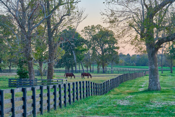Two thoroughbred horse grazing on a horse farm in Central Kentucky.