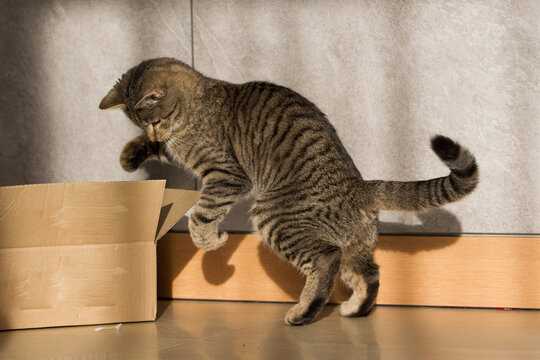 Fototapeta Wesoły mały szary kot bawiący się szarym pudełkiem