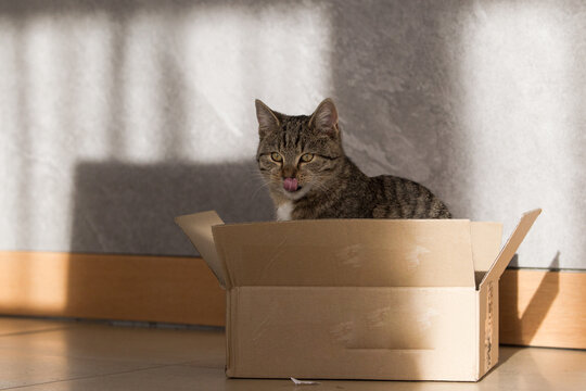 Fototapeta Wesoły mały szary kot bawiący się szarym pudełkiem