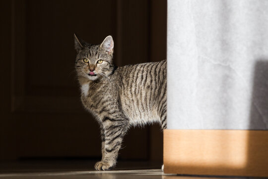 Fototapeta Wesoły mały szary kot bawiący się szarym pudełkiem