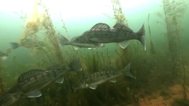 A walleye, also called zander or pike perch (Sander lucioperca), swims into frame and joins a group of conspecifics hovering mid-water among aquatic plants. Check my portfolio for more walleye footage
