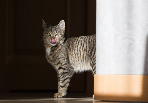 Fototapeta Wesoły mały szary kot bawiący się szarym pudełkiem