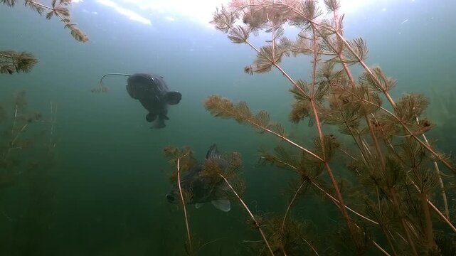 A walleye, also known as zander or pike perch (Sander lucioperca), swims past the camera and approaches a wels catfish (Silurus glanis) that turns away in response. 