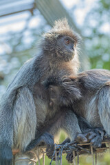 Closeup portrait of Tufted gray langur Semnopithecus priam
