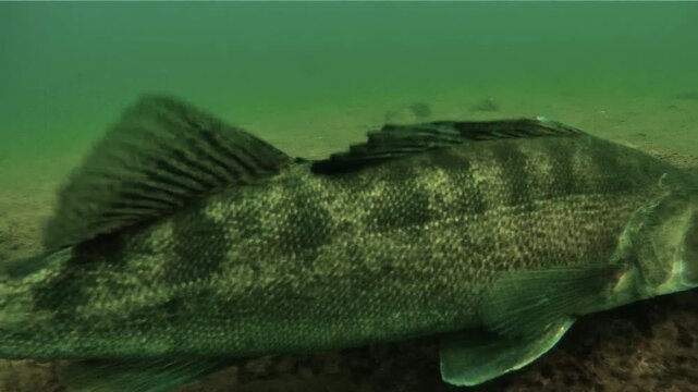 Walleye, also called zander or pike perch (Sander lucioperca), fiercely guards its nest with eggs, mouth open in threat posture. Check my portfolio for more spawning behavior footage.