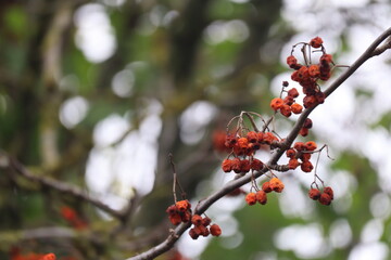 Red rowan berries on dark branch with soft bokeh background. Bright autumn fruit clusters against blurred green. Botanical macro detail capturing seasonal color and texture.

