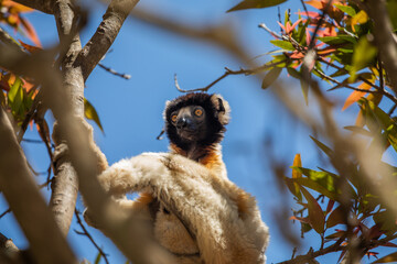 Obraz premium Endangered Coquerel Sifaka Lemur Propithecus coquereli Madagascar