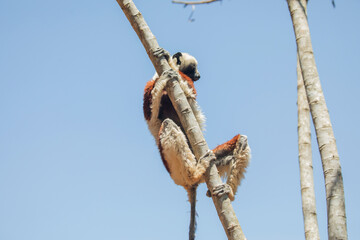 Obraz premium Endangered Coquerel Sifaka Lemur Propithecus coquereli Madagascar