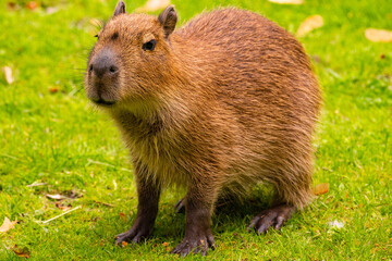 Capybara standing on green grass, showcasing its unique features and natural habitat environment