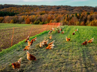 Freilaufende Hühner bei einem Hühnerwagen im Herbst