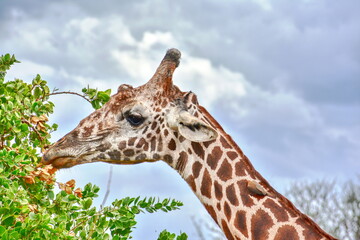 Giraffe close-up in Tsavo, Kenya