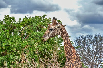 Giraffe under a tree in an African landscape