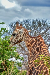 giraffe in the wild