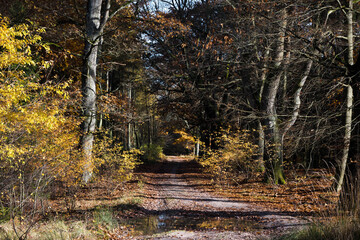 A forest road in autumn. The trees are shedding their leaves. Perfect weather for an autumn walk in the woods.
